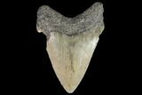 Juvenile Megalodon Tooth - Georgia #101416-1